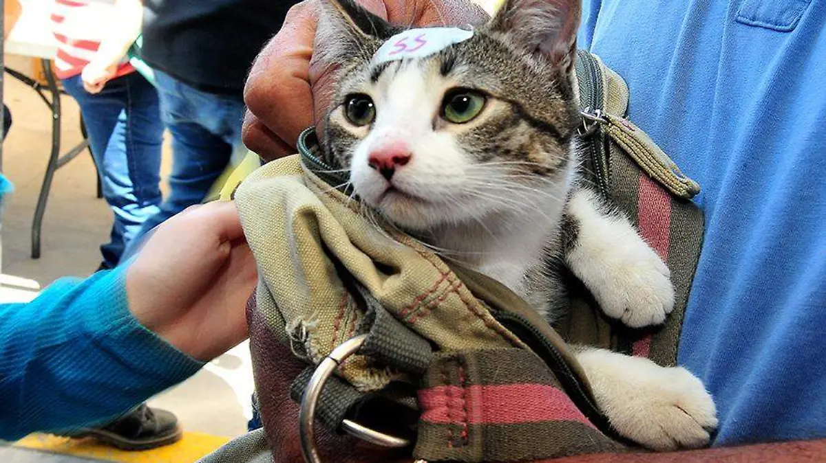 esterilización de mascotas